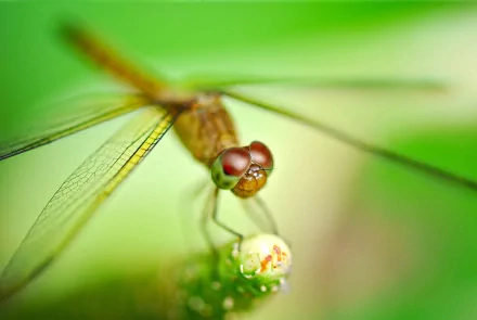 Close-up HD desktop wallpaper of a dragonfly with detailed wings and vibrant red eyes against a soft green blurred background.