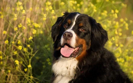 A Bernese Mountain Dog sits amidst vibrant yellow flowers, showcasing its beautiful fur and friendly expression, making for a captivating HD PC desktop wallpaper and background.