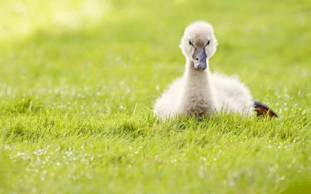 Animal swan HD Desktop Wallpaper | Background Image