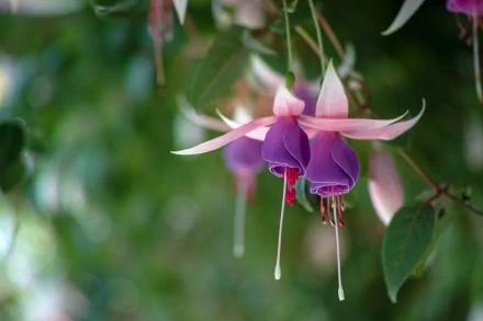A vibrant fuchsia flower hangs delicately against a lush green background, creating a stunning HD desktop wallpaper that captures the beauty of nature.