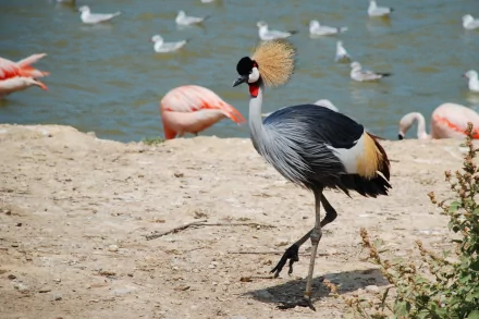 bird Animal Grey crowned crane HD Desktop Wallpaper | Background Image