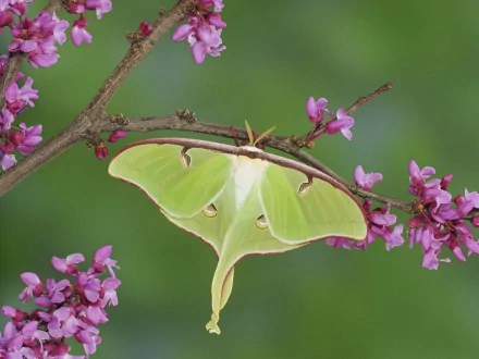 A vibrant luna moth rests on a branch adorned with delicate pink flowers against a smooth green background, captured in high-definition detail.