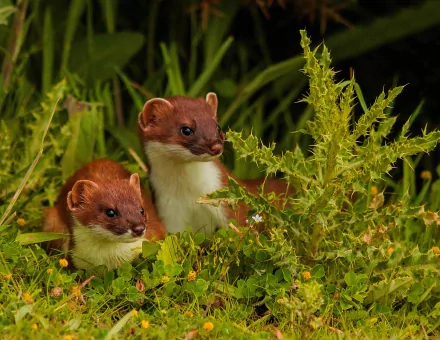 HD PC desktop wallpaper featuring two curious ferrets nestled among green foliage in a natural outdoor setting.
