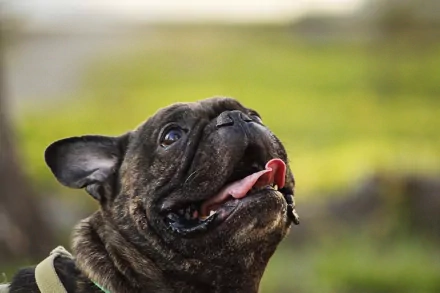 A joyful French bulldog with its tongue out, set against a blurred green background, captured in stunning 4K Ultra HD for a vibrant desktop wallpaper.