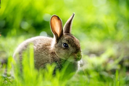 HD desktop wallpaper featuring a close-up of a hare resting in vibrant green grass with a soft, blurred natural background.