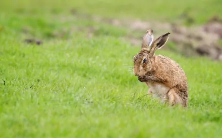 HD desktop wallpaper featuring a close-up of a hare sitting on vibrant green grass in a natural outdoor setting.