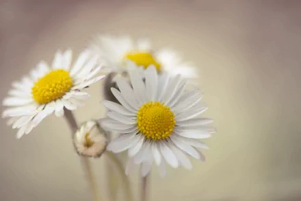 A close-up of vibrant daisies with white petals and yellow centers, set against a soft, muted background. This 4K Ultra HD image captures the beauty of nature.