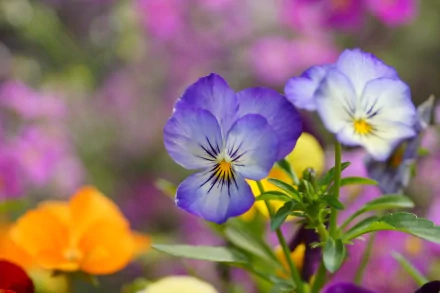 Close-up of vibrant pansy flowers in a colorful garden setting. This image captures the beauty of nature and serves as a stunning HD desktop wallpaper.