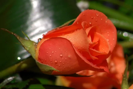 A high-definition image of a red rose in nature, adorned with water droplets, captured as a desktop wallpaper and background.
