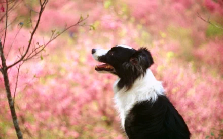 HD PC desktop wallpaper featuring a black and white Border Collie against a vibrant pink floral background.