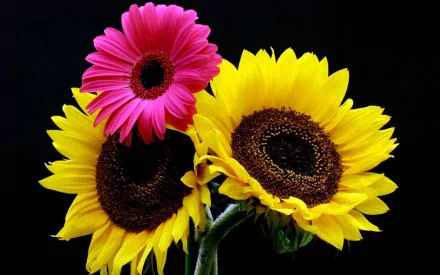 A vibrant HD wallpaper featuring blooming gerbera and sunflowers, showcasing their bold yellow petals and a striking pink gerbera against a dark background.