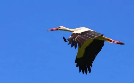 HD desktop wallpaper featuring a white stork in mid-flight against a clear blue sky, showcasing its distinctive black and white feathers.