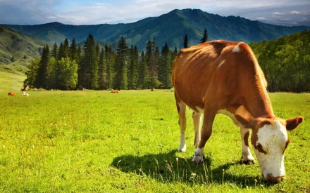 Animal cow HD Desktop Wallpaper | Background Image