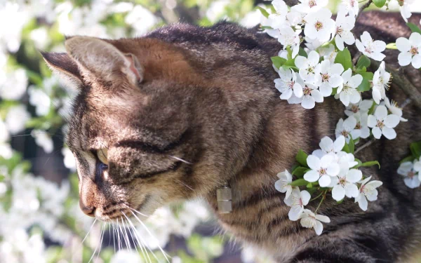 A close-up of a tabby cat among blossoming white flowers, capturing the serene beauty of nature. This vibrant image makes for an appealing HD desktop wallpaper.