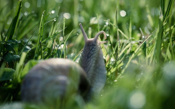 Animal Snail HD Wallpaper | Background Image