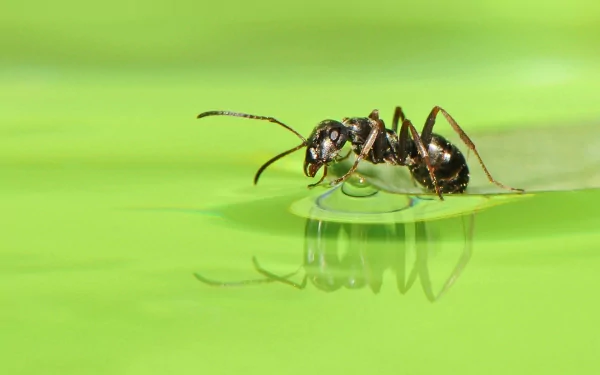 HD desktop wallpaper featuring a close-up of an ant drinking water on a vibrant green surface, showcasing insect details in sharp focus.