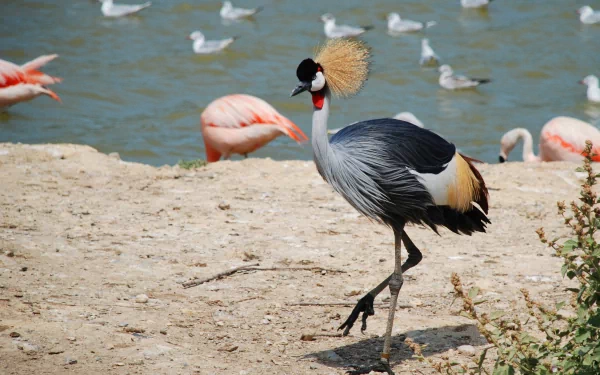 bird Animal Grey crowned crane HD Desktop Wallpaper | Background Image