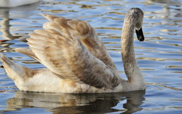HD desktop wallpaper of a swan gliding gracefully on calm water, showcasing detailed feathers and soft reflections.