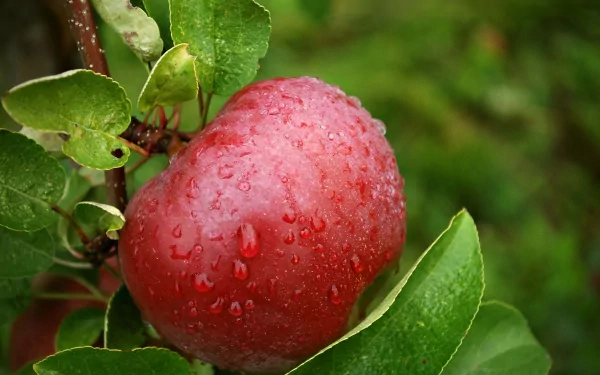 4K Ultra HD PC desktop wallpaper: dewy red apple on a leafy branch, food-themed background.