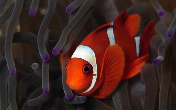 HD desktop wallpaper featuring a vibrant clownfish amidst sea anemone tentacles, captured in high detail, making for a striking animal-themed background.