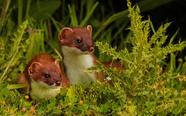 Animal Ferret HD Wallpaper | Background Image