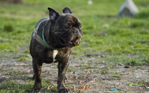 A brindle French bulldog standing outdoors on grass, captured in sharp detail for a 4K Ultra HD PC desktop wallpaper and background.