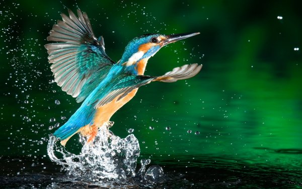 Animal Kingfisher Birds Kingfishers Bird HD Wallpaper | Background Image
