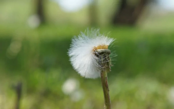 Close-up of a dandelion seedhead with soft green bokeh meadow — 4K Ultra HD PC desktop wallpaper and nature background.