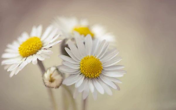 A close-up of vibrant daisies with white petals and yellow centers, set against a soft, muted background. This 4K Ultra HD image captures the beauty of nature.