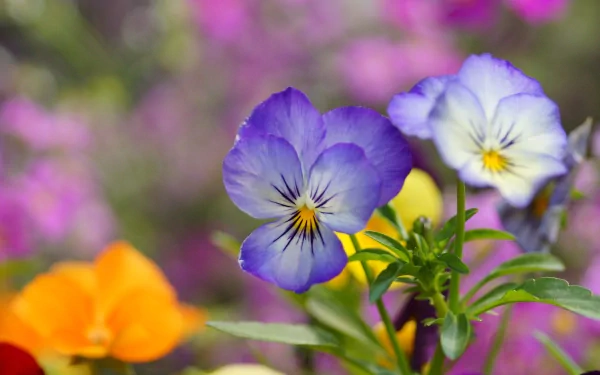 Close-up of vibrant pansy flowers in a colorful garden setting. This image captures the beauty of nature and serves as a stunning HD desktop wallpaper.