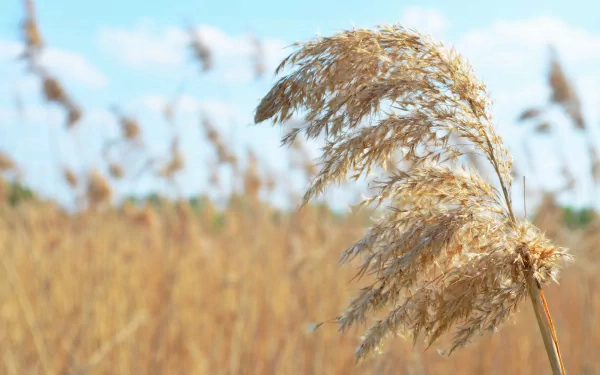 Close-up of golden grass swaying gently under a clear blue sky, captured in vibrant 4K Ultra HD for a serene nature desktop wallpaper.
