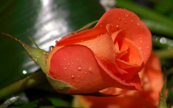 Tierra/Naturaleza Rosa Flores Red Flower Fondo de pantalla HD | Fondo de Escritorio