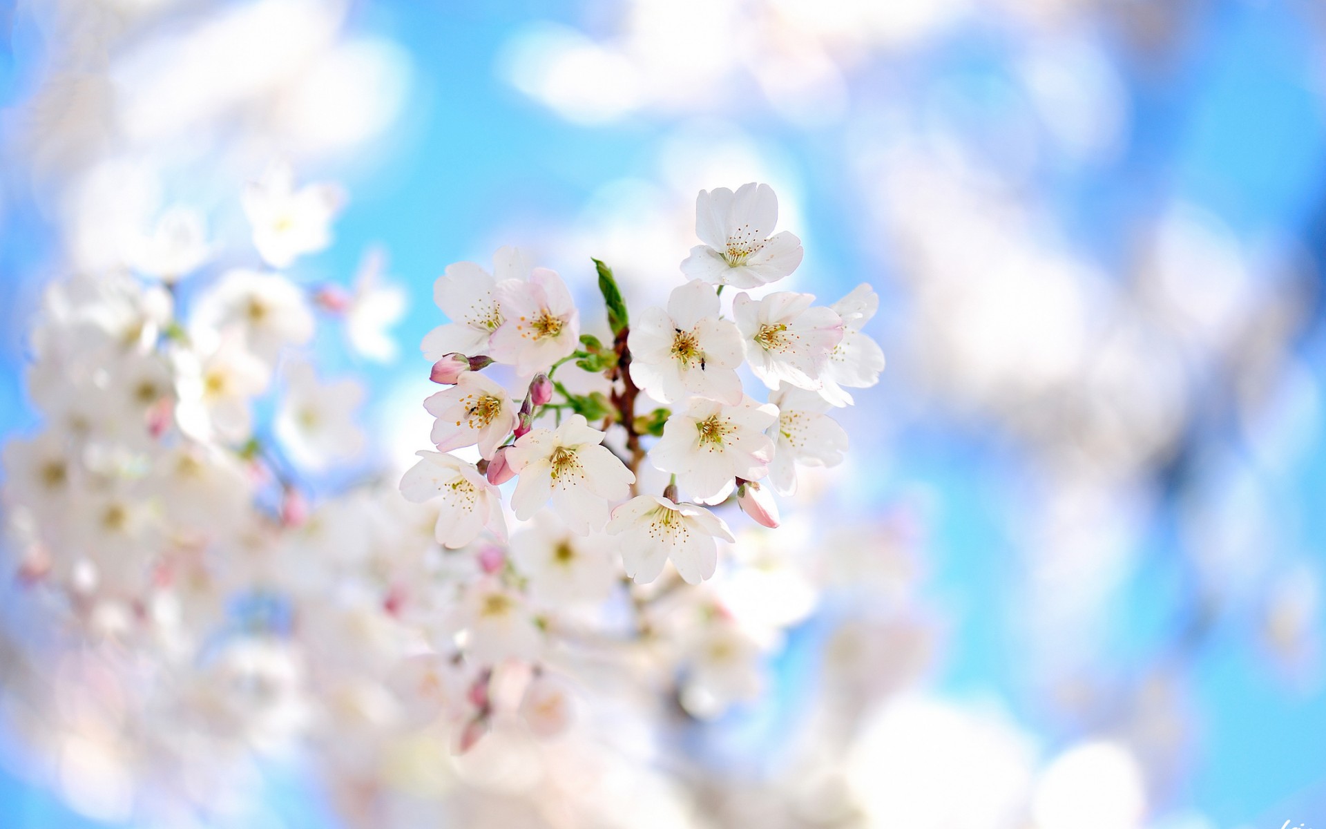 Download Nature Blossom HD Wallpaper