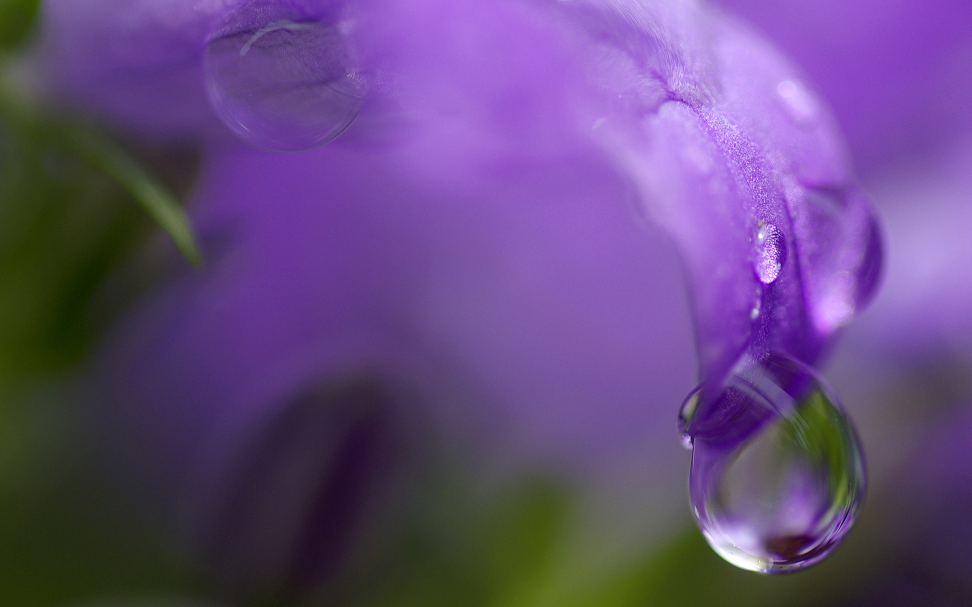 Download Nature Water Drop HD Wallpaper