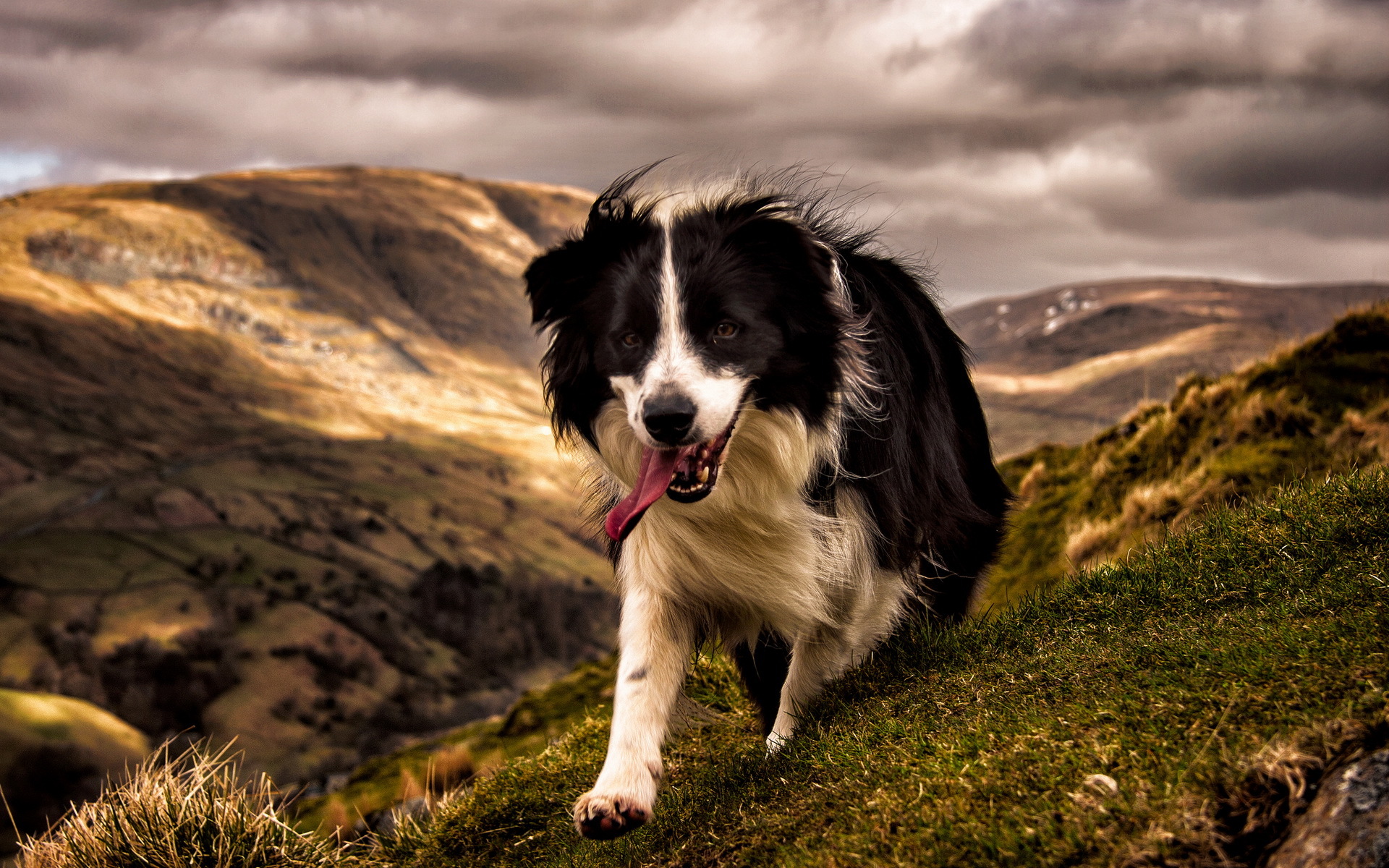 Animal Border Collie HD Wallpaper | Background Image