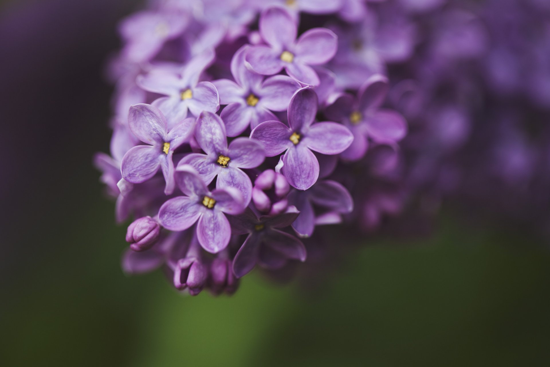 HD desktop wallpaper featuring a close-up of delicate purple blossoms set against a blurred green background, highlighting nature's intricate beauty.