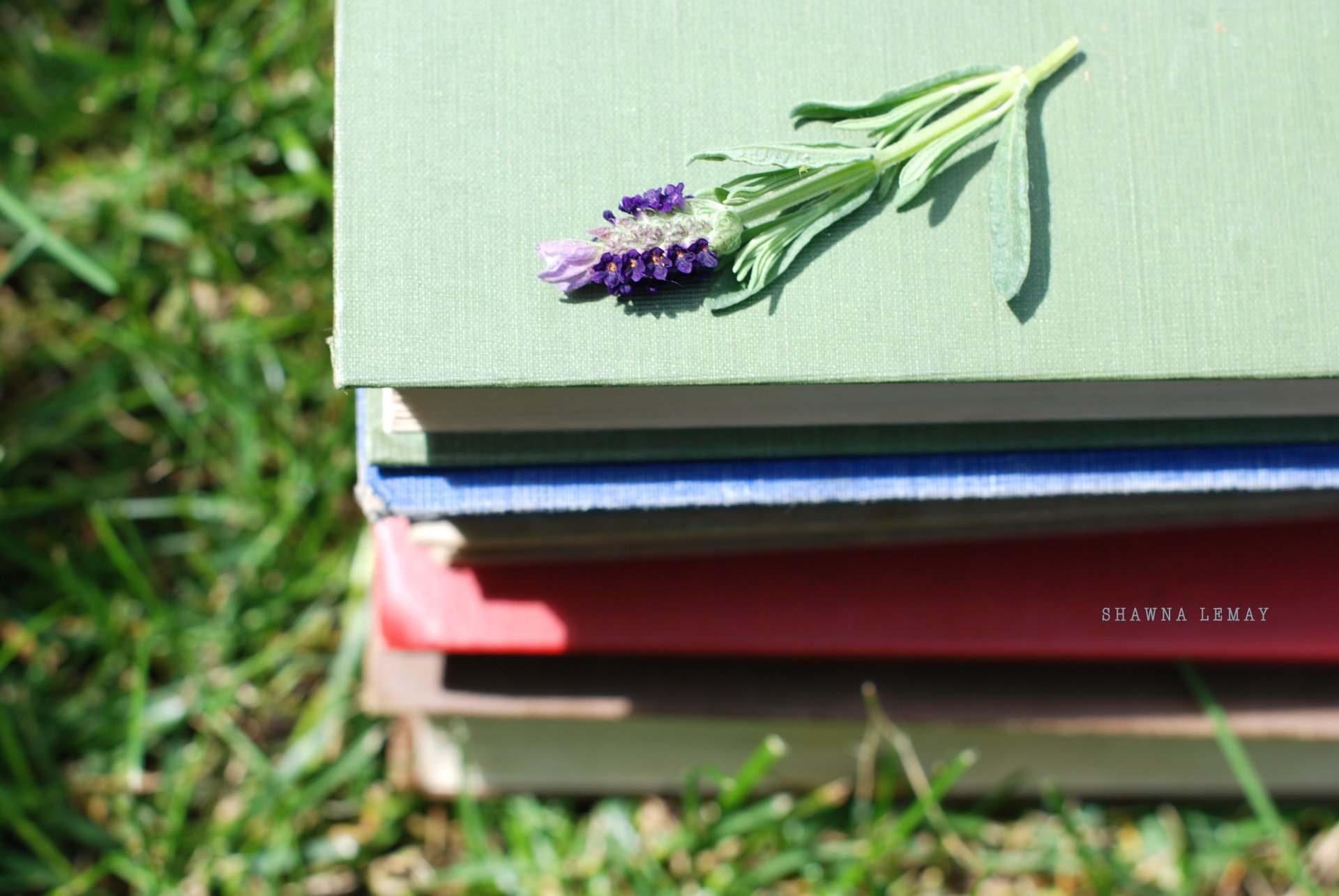 Stack of colorful books on grass with a small sprig of lavender on top, captured in a sharp 4K Ultra HD man-made PC desktop wallpaper and background.