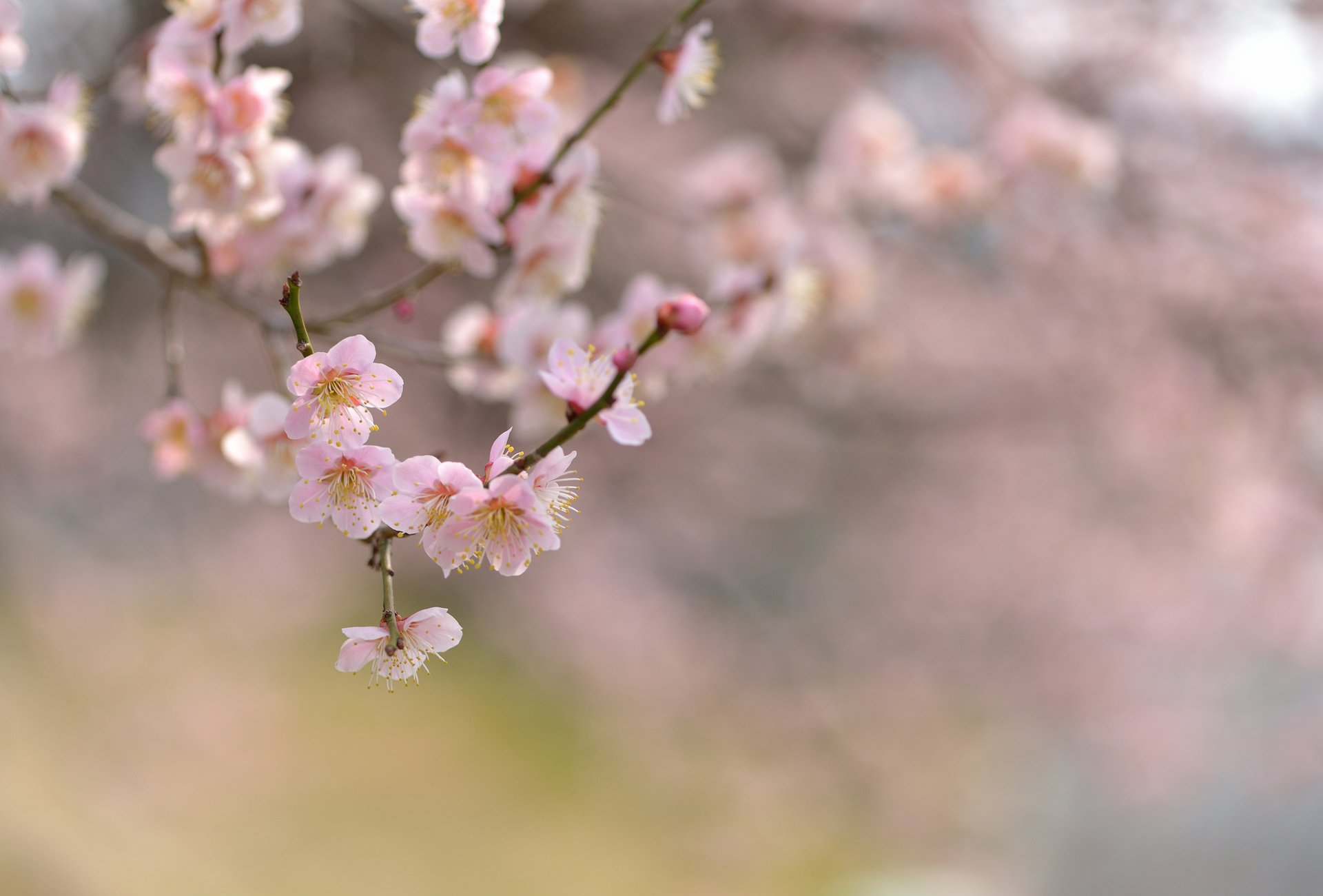 Download Nature Blossom HD Wallpaper