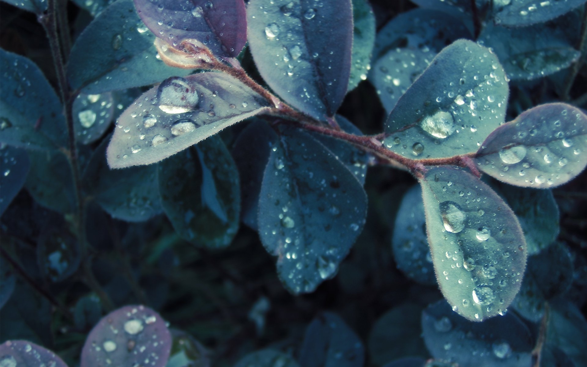 Close-up of blue-green leaves with water drops, captured in high definition as a nature-themed PC desktop wallpaper and background.