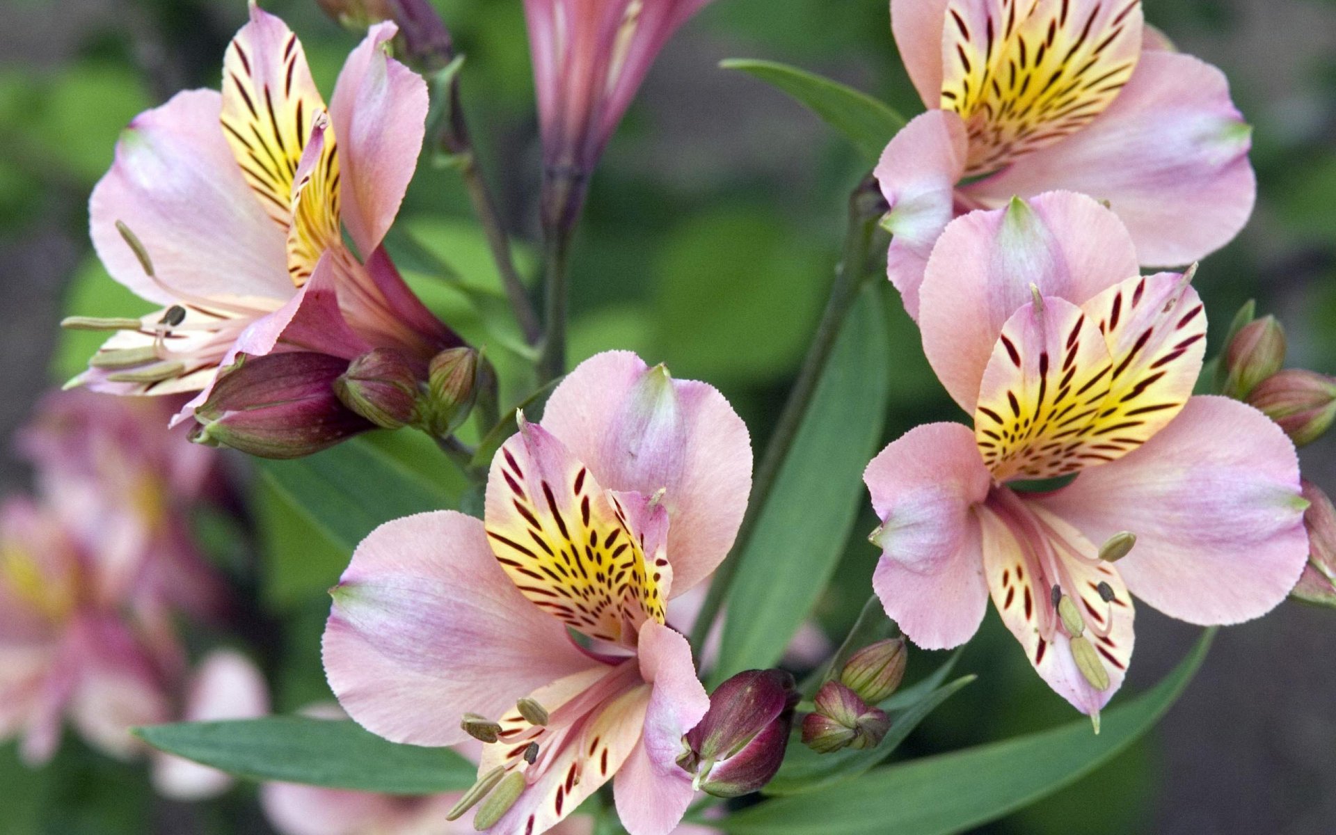 HD PC desktop wallpaper featuring close-up of delicate pink and yellow flowers set against a soft green natural background.