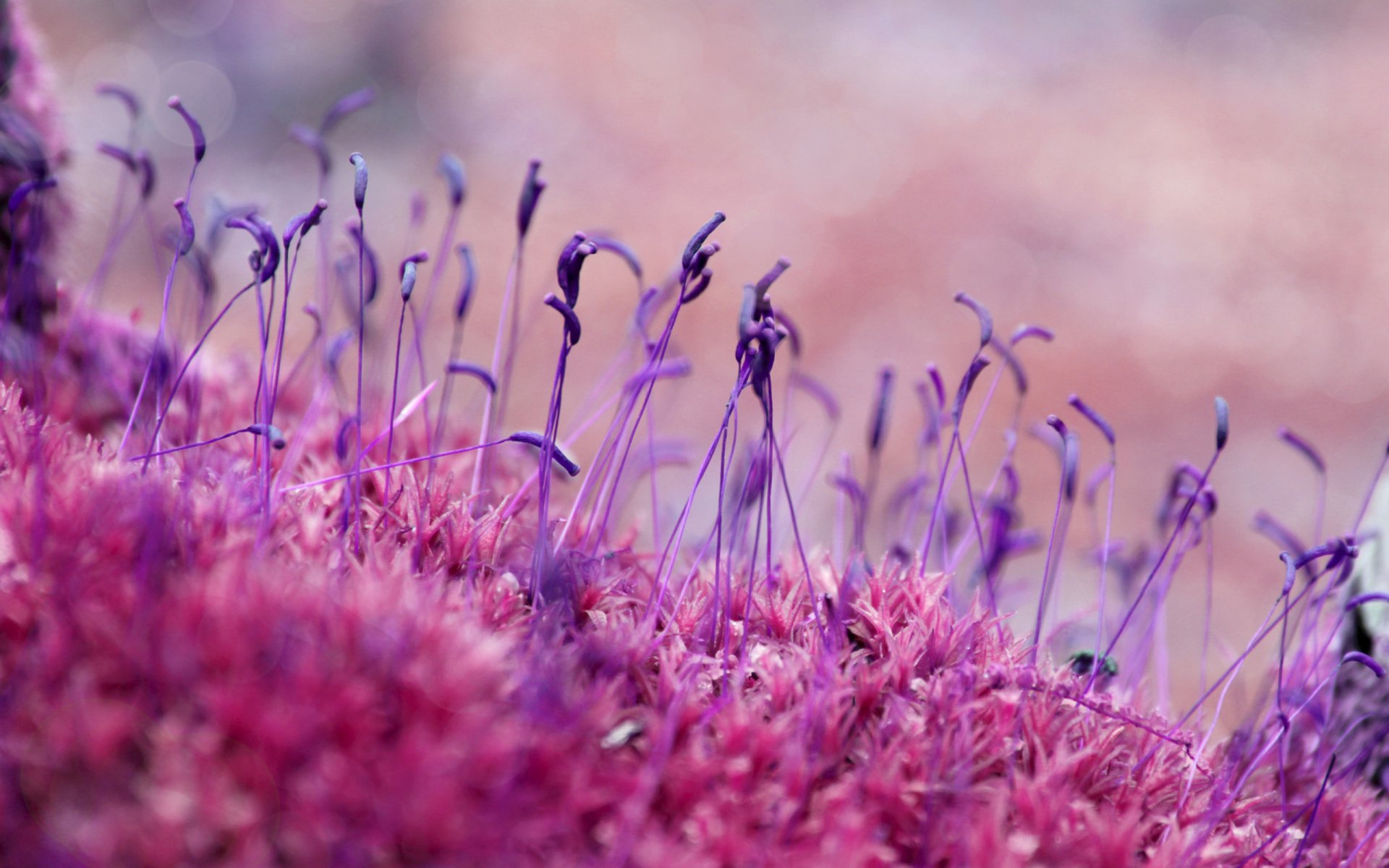 Close-up view of delicate purple plants with vibrant textures, creating a stunning nature-themed HD wallpaper and background that captures the beauty of the natural world.