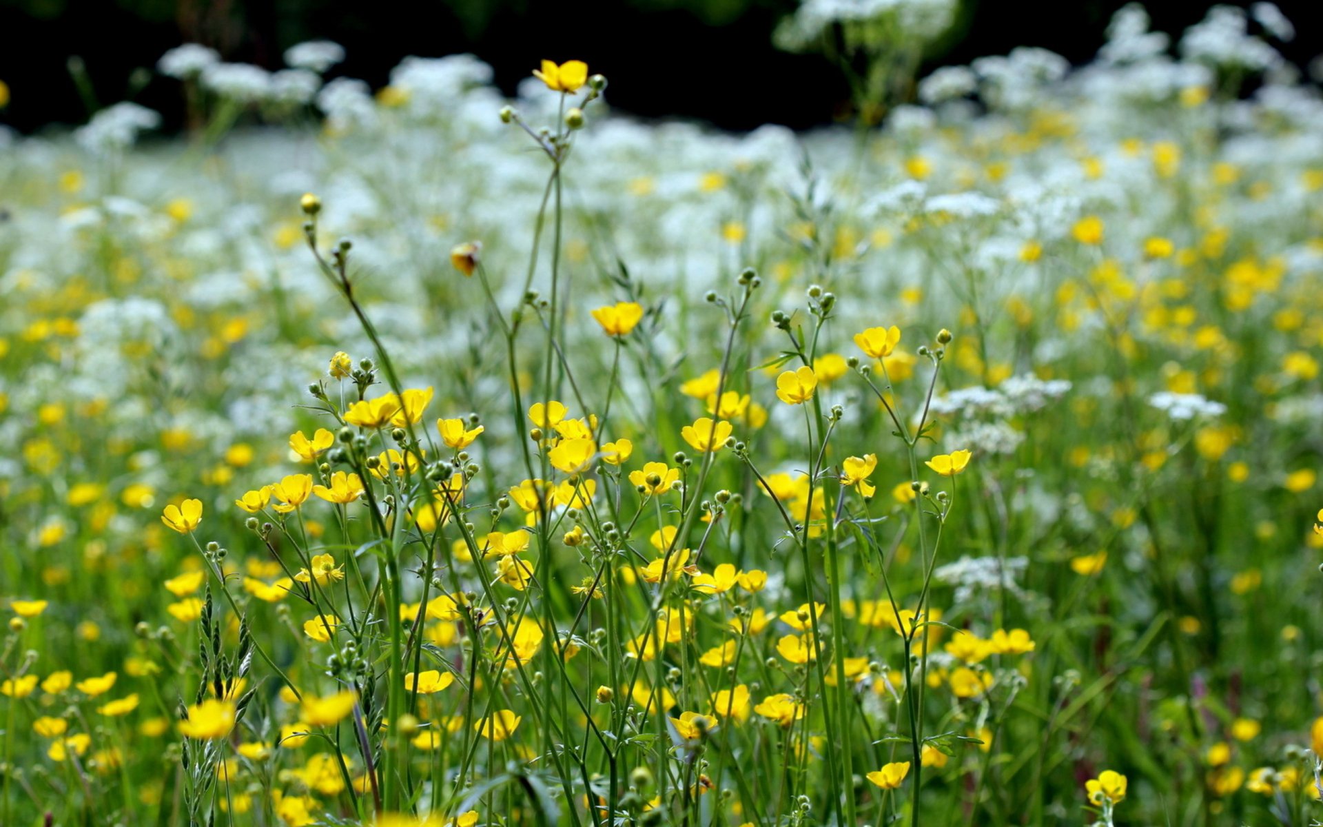 HD desktop wallpaper featuring a vibrant field of yellow and white wildflowers in a natural outdoor setting.