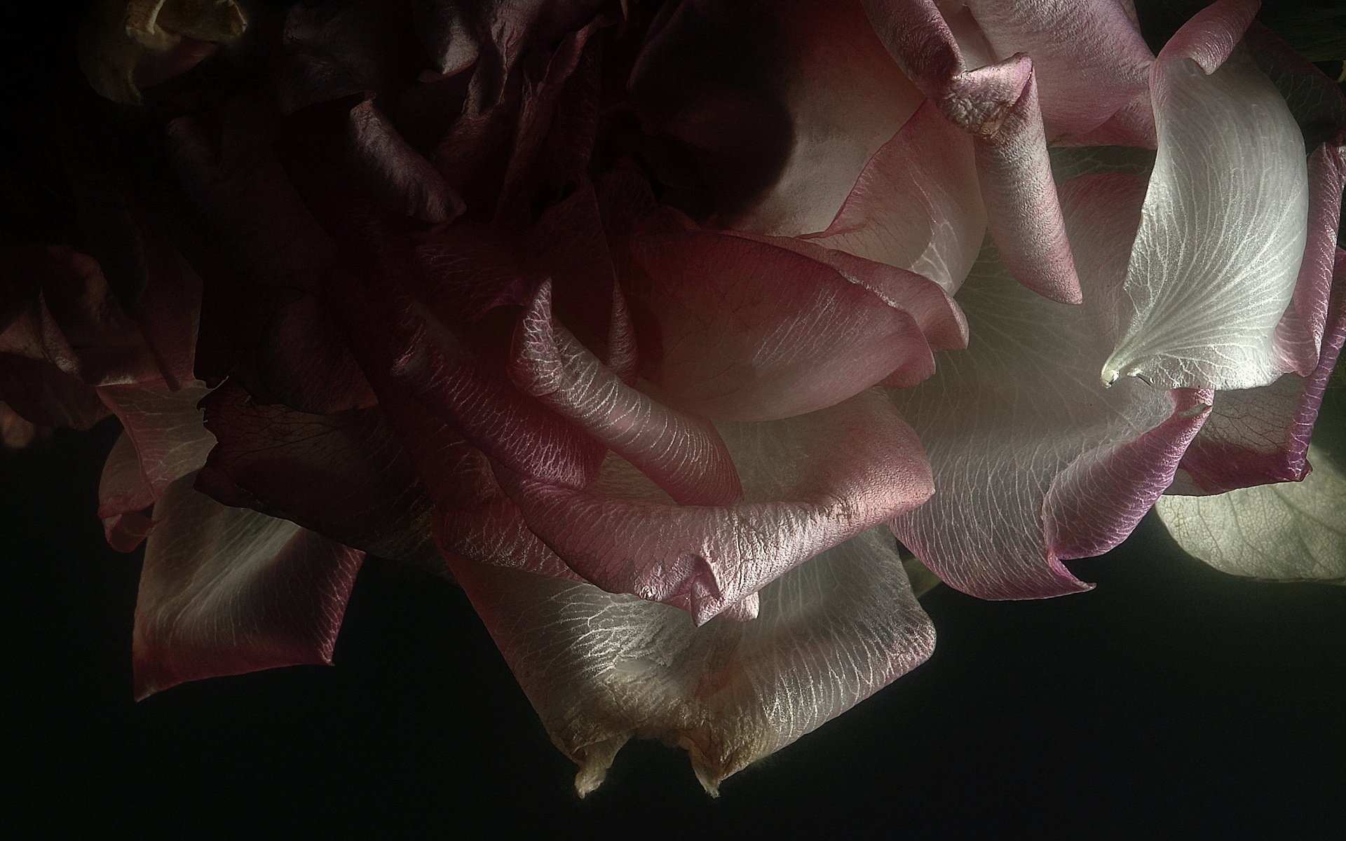 HD desktop wallpaper featuring a close-up of a delicate rose with soft lighting, highlighting the intricate texture of its petals against a dark background.