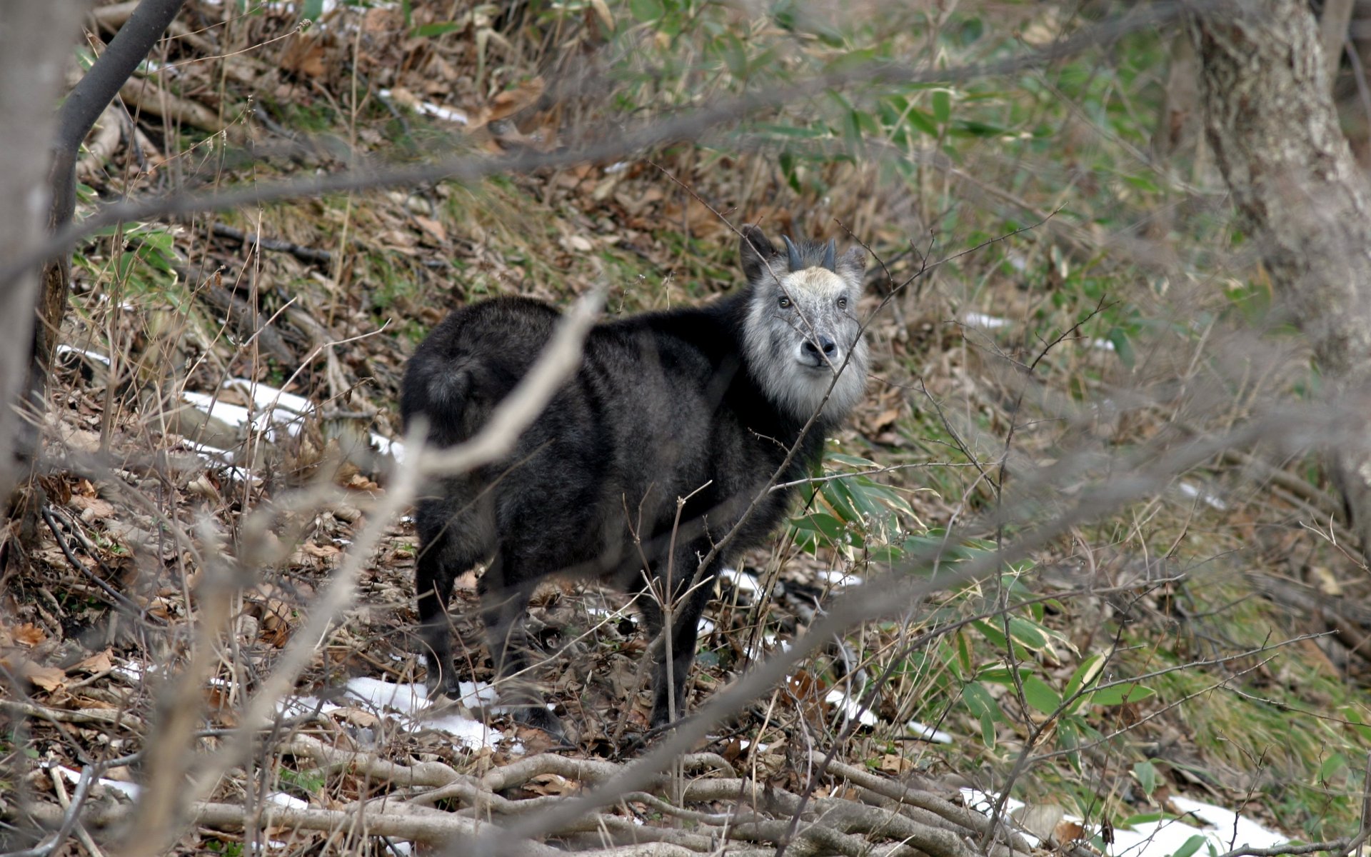 Download Animal Japanese Serow HD Wallpaper