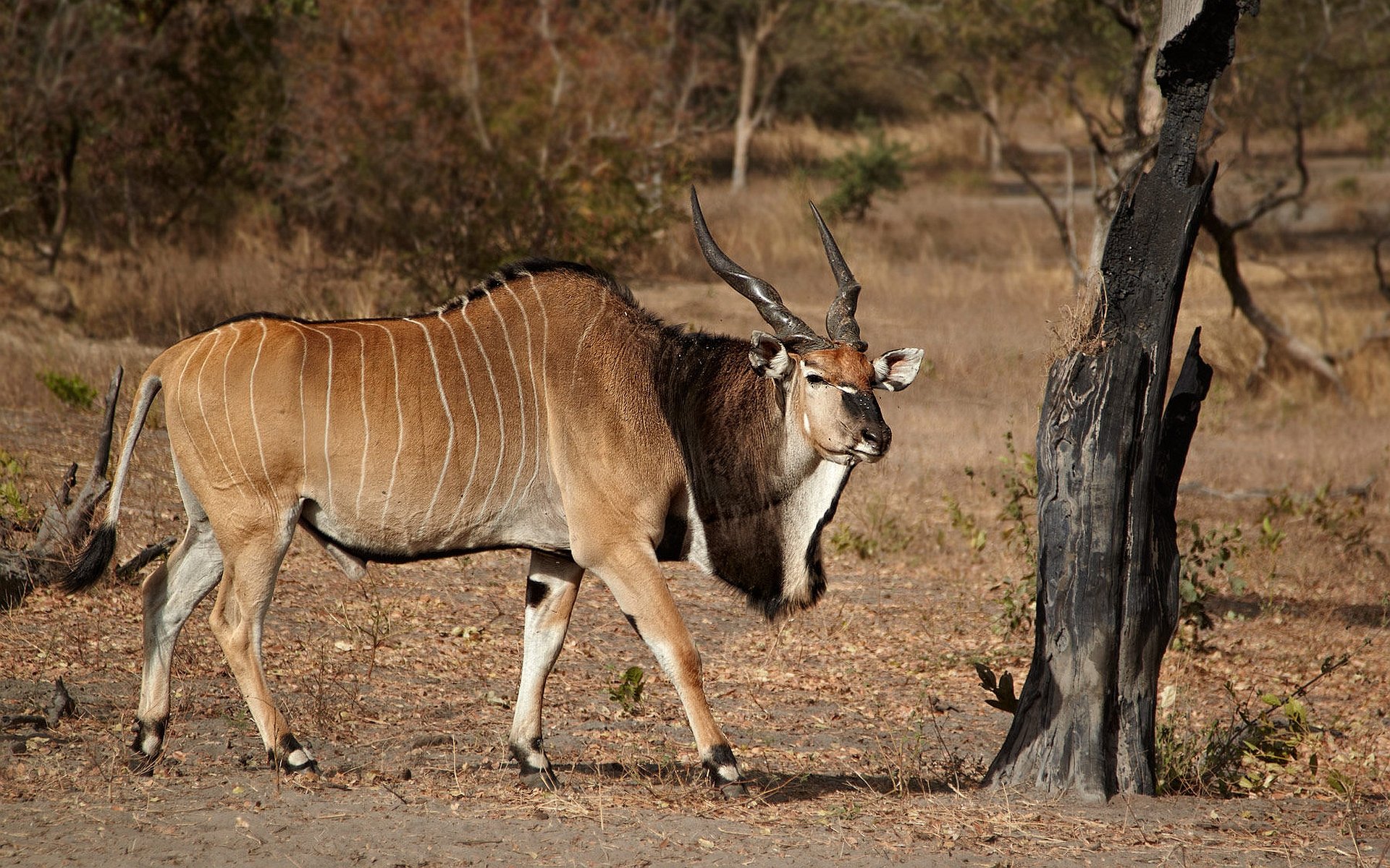 Antelope Full Hd Wallpaper And Background Image 1920x1200 Id408483