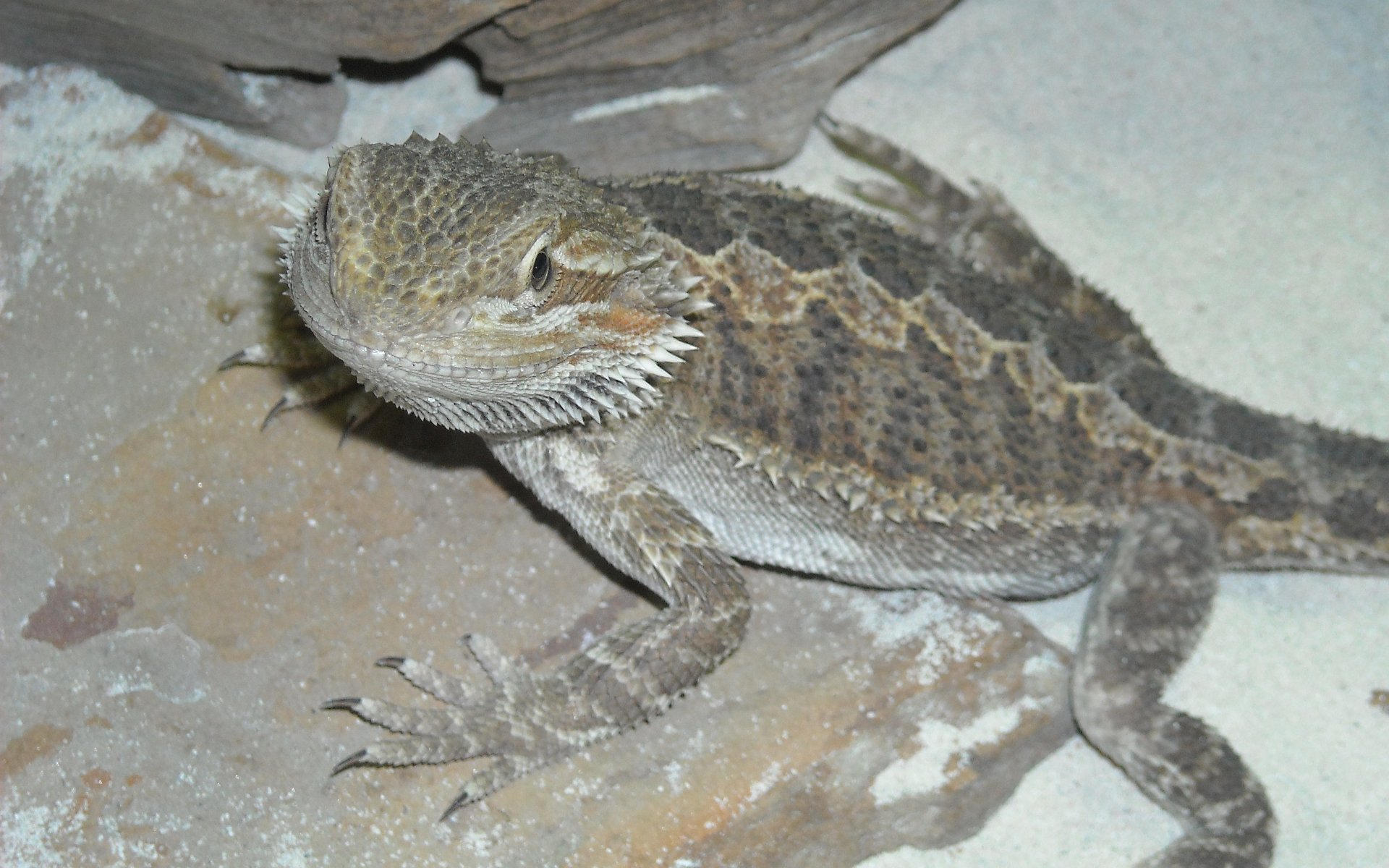 Download Animal Lizard 4k Ultra HD Wallpaper