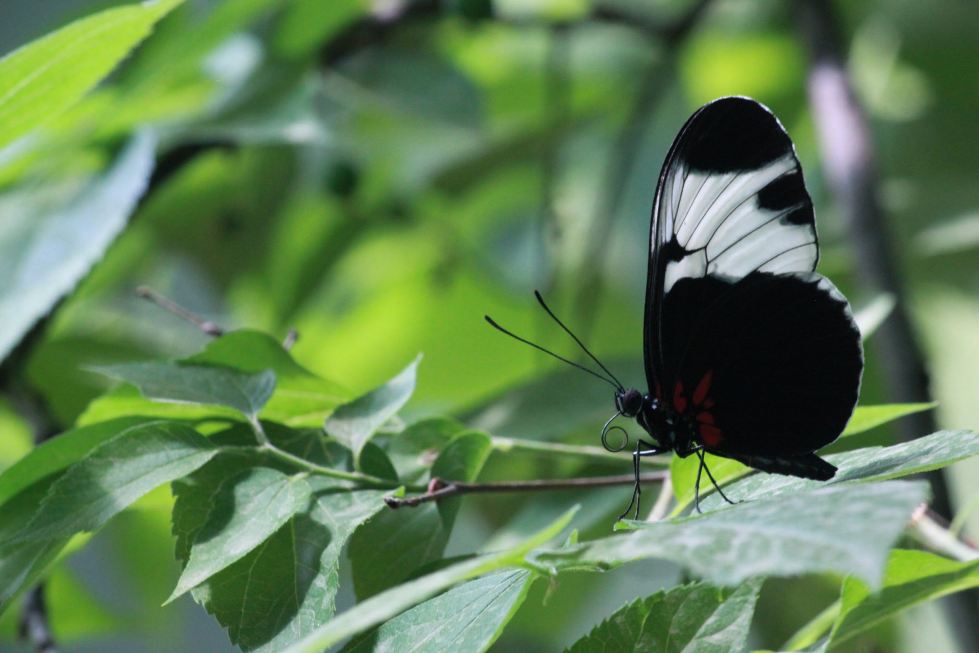 A striking black and white butterfly perched delicately on green leaves, showcasing its vibrant colors in this HD desktop wallpaper and background.