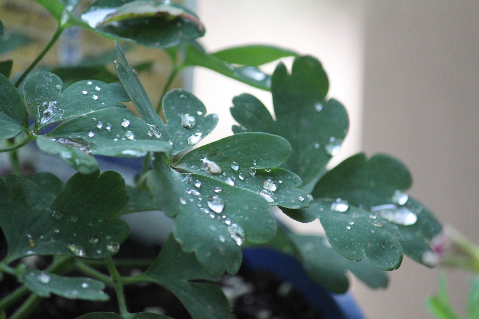 Barbara Barlow by 3brb55