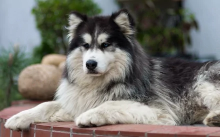 A majestic husky lounges peacefully on a brick surface, surrounded by greenery, showcasing its striking coat and expressive features in this high-definition desktop wallpaper.