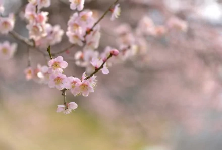 nature blossom HD Desktop Wallpaper | Background Image